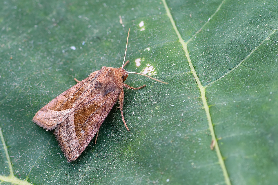 Hydraecia micacea - csillogó acsalapubagoly