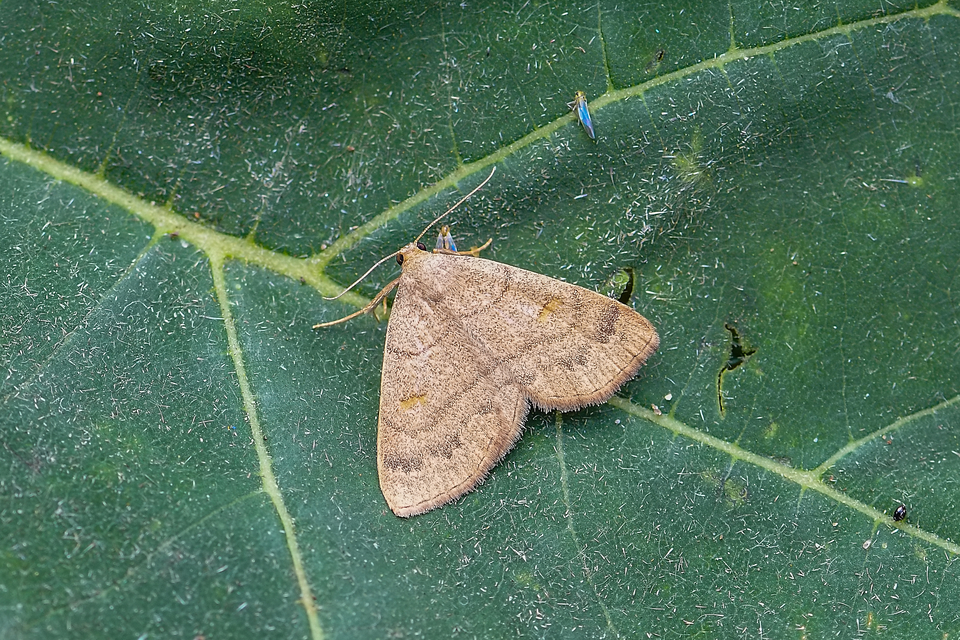 Paracolax tristalis - sárgás karcsúbagoly