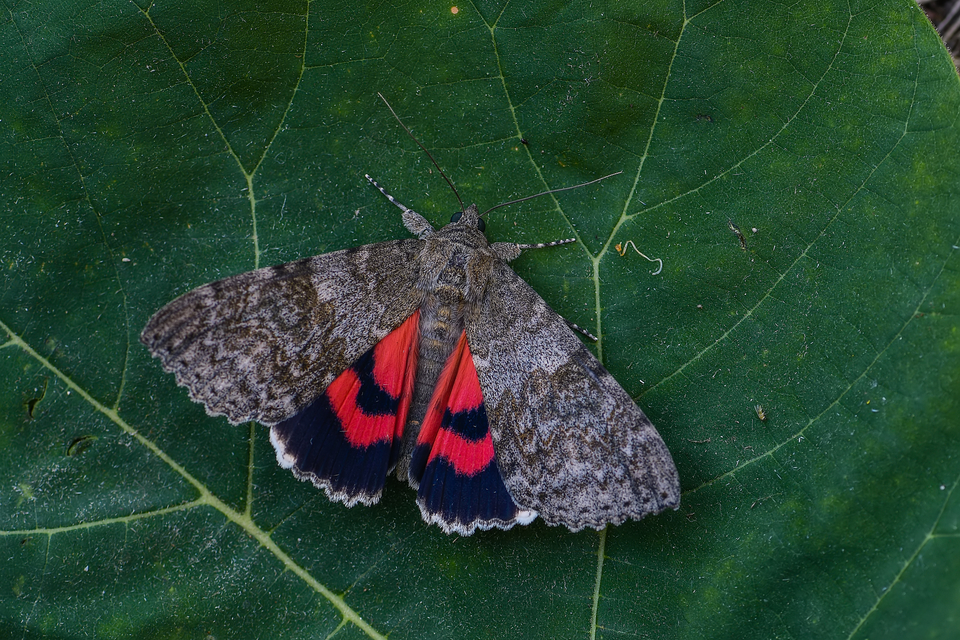 Catocala nupta - piros övesbagoly