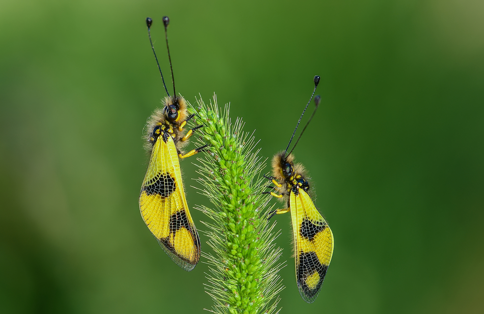 Libelloides macaronius - keleti rablópille