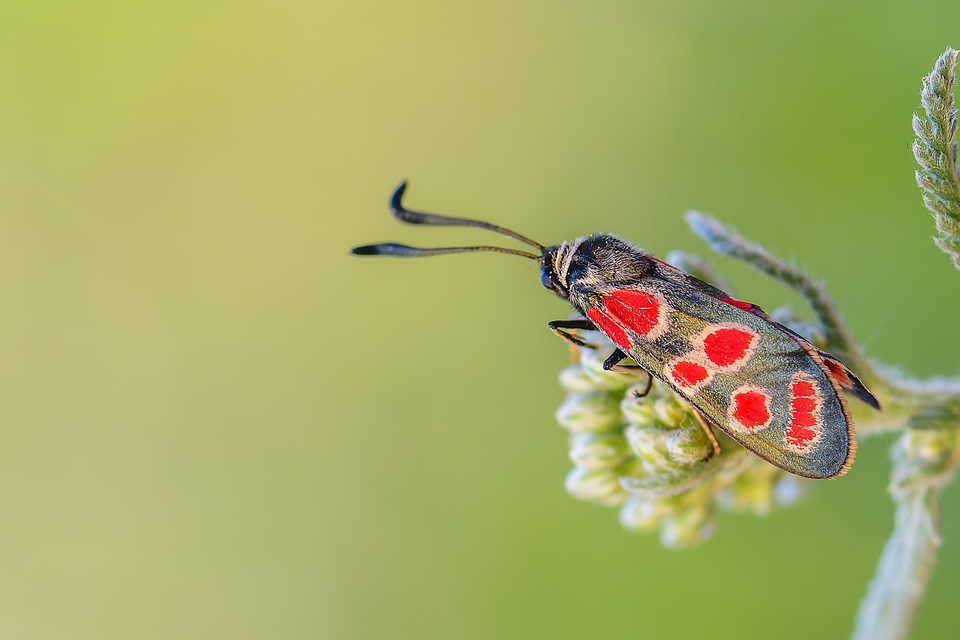 Zygaena carniolica - fehérgyűrűs csüngőlepke