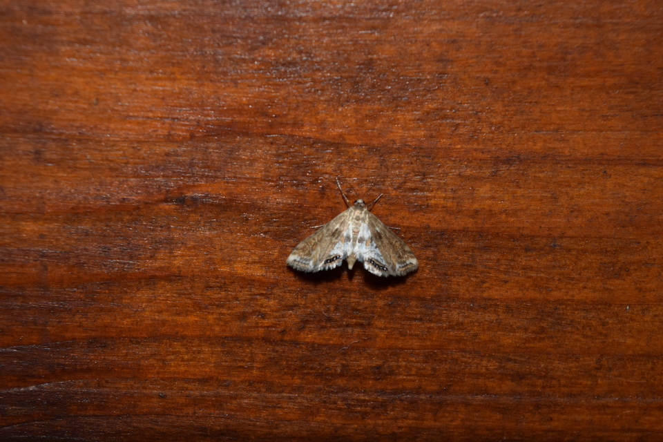 Cataclysta lemnata - békalencsemoly