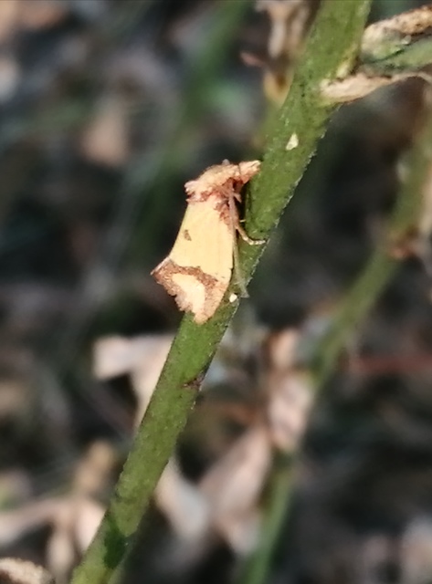 Agapeta zoegana - barnacsíkos sárgamoly