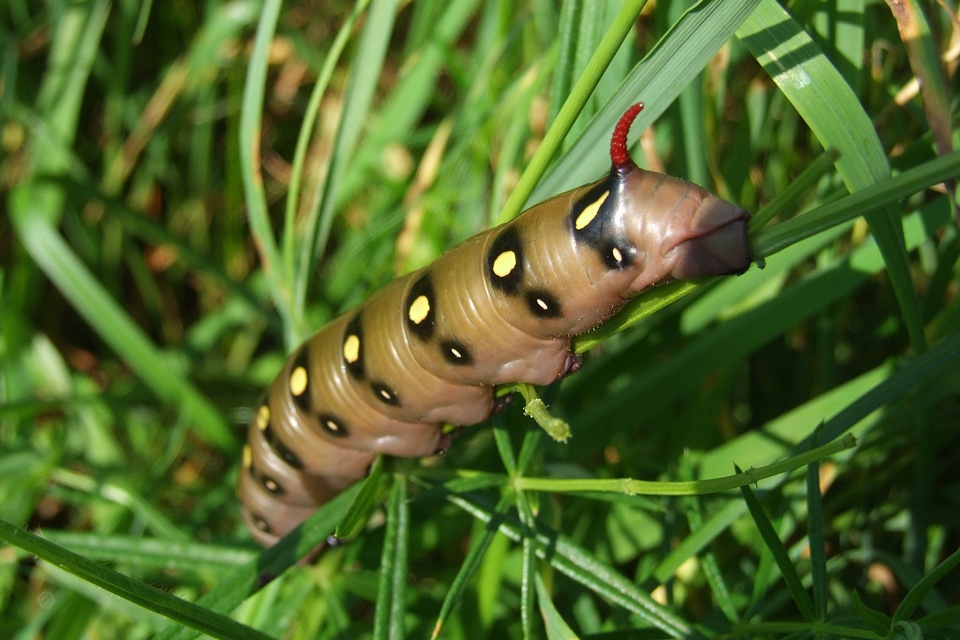 Hyles gallii - galajszender