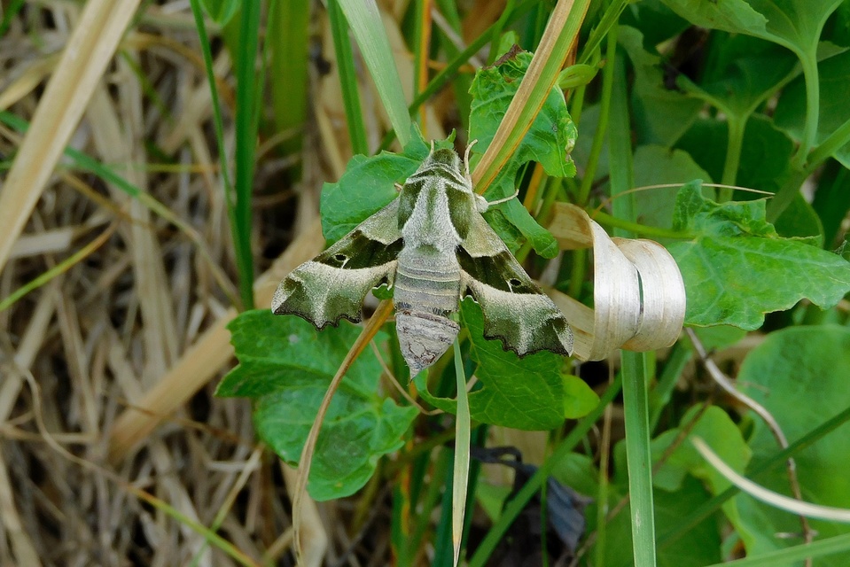 Proserpinus proserpina - törpeszender