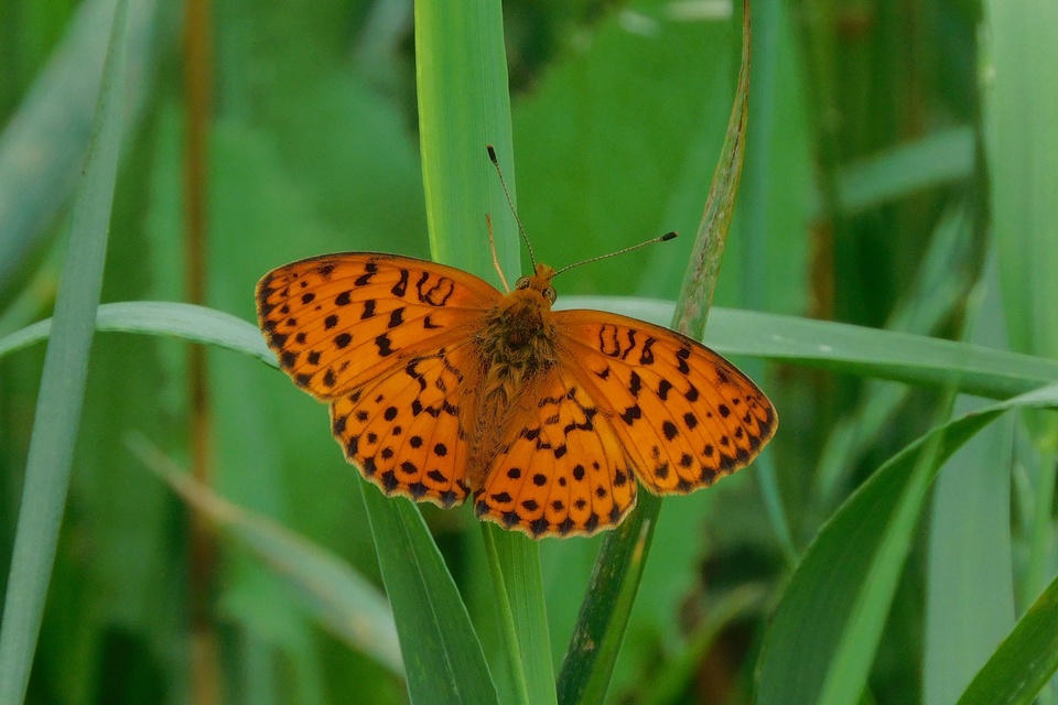 Brenthis daphne - málna-gyöngyházlepke