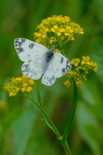 Pontia edusa - rezedalepke