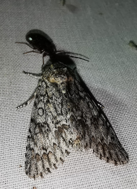 Acronicta aceris - vadgesztenye-szigonyosbagoly