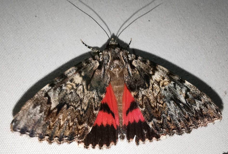 Catocala promissa - kis tölgyfa-övesbagoly