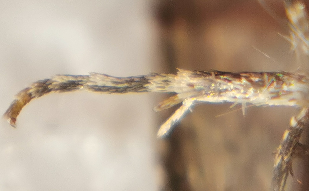 Tephronia sepiaria - zuzmóaraszoló