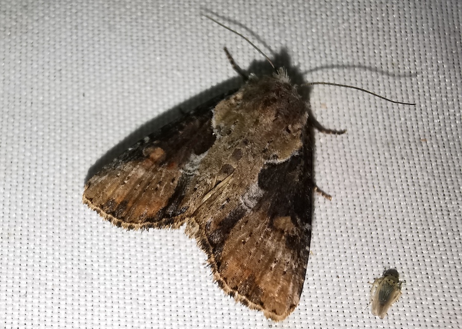 Lateroligia ophiogramma - harmatkása-dudvabagoly