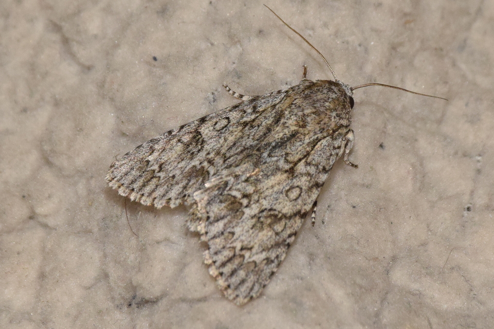 Acronicta aceris - vadgesztenye-szigonyosbagoly