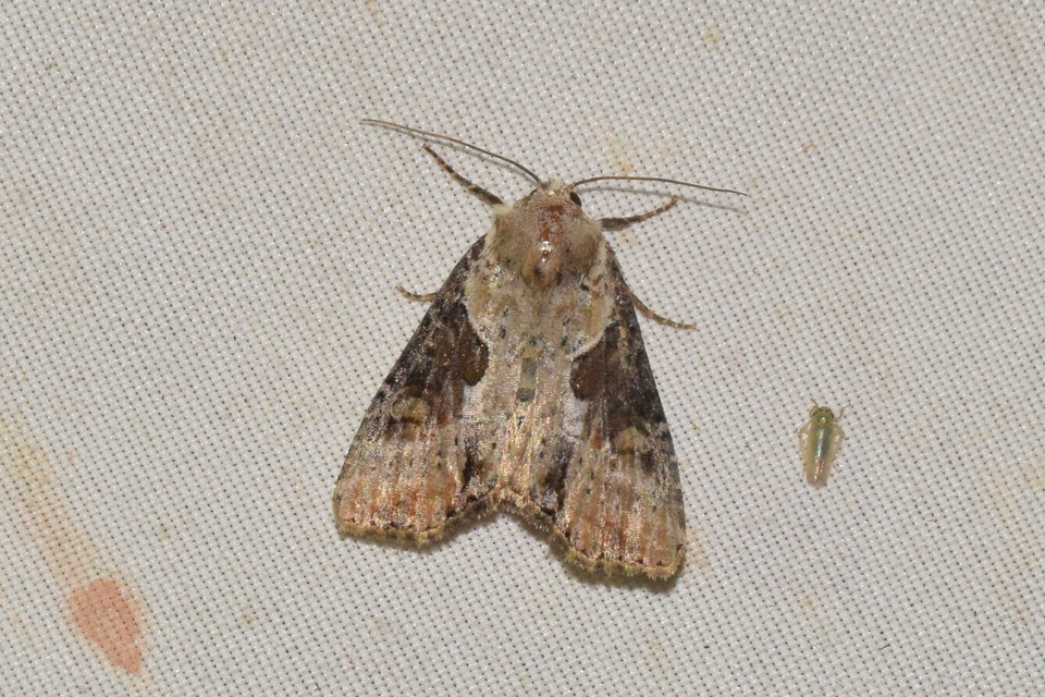 Lateroligia ophiogramma - harmatkása-dudvabagoly