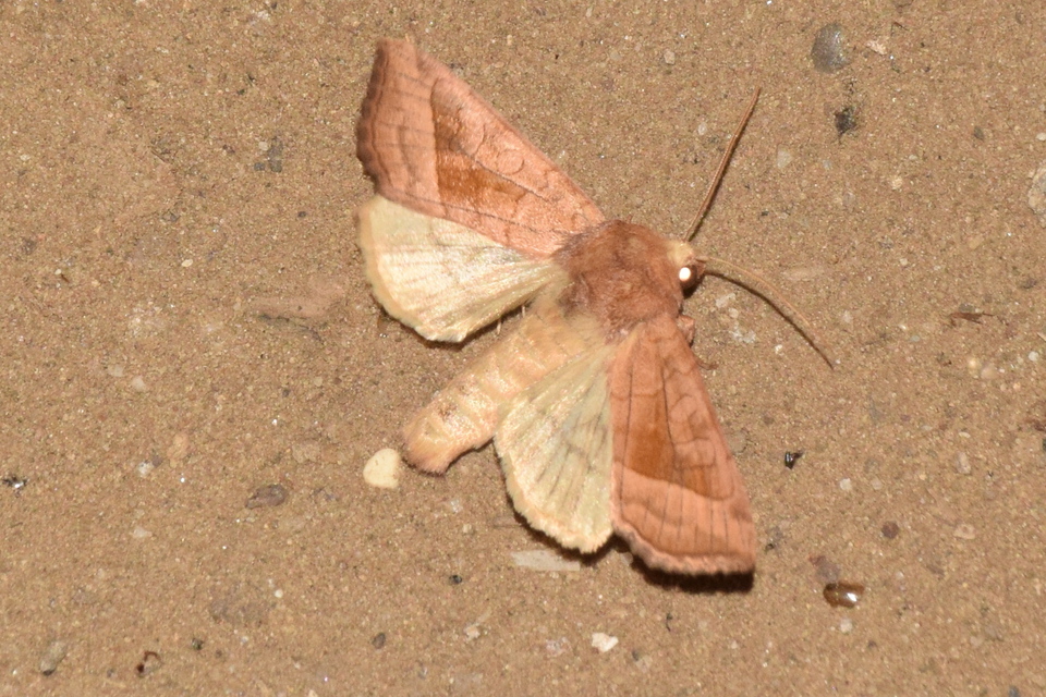 Hydraecia micacea - csillogó acsalapubagoly
