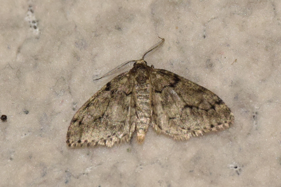 Tephronia sepiaria - zuzmóaraszoló