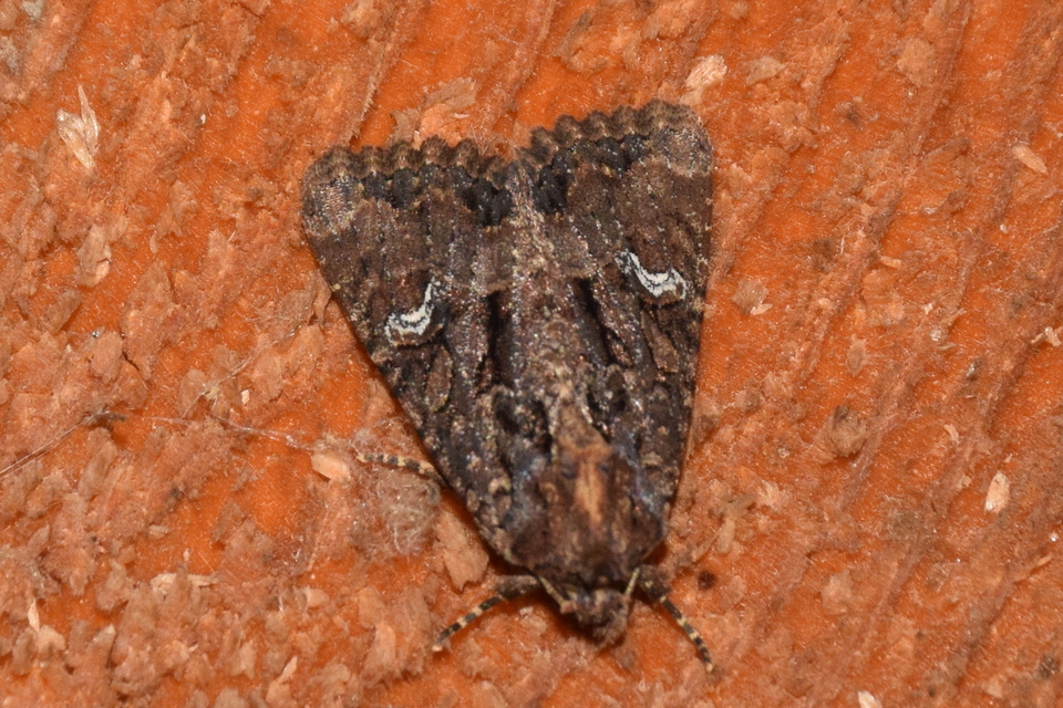 Mesapamea secalis - kis dudvabagoly