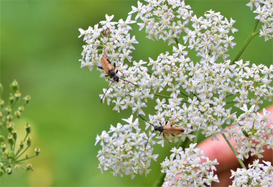 Stictoleptura rubra - vörös virágcincér