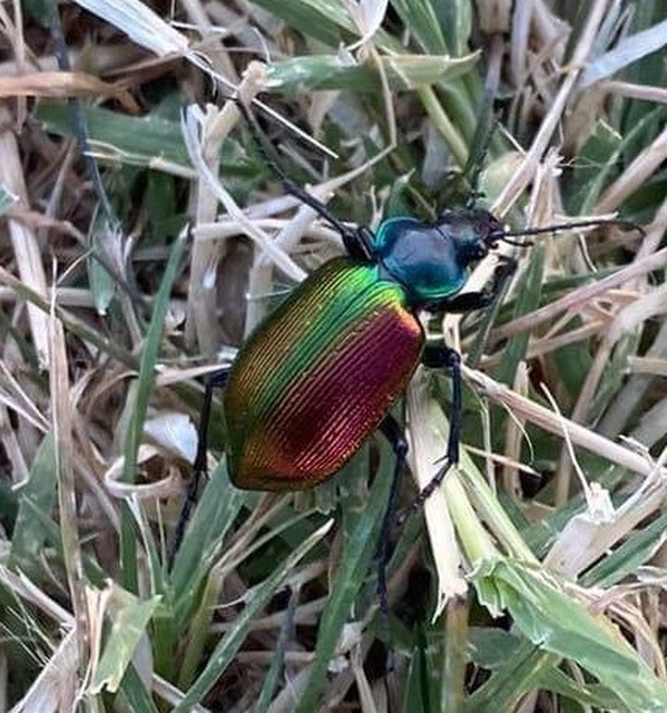 Calosoma sycophanta - aranyos bábrabló