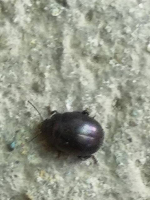 Chrysolina sturmi - vöröslábú levelész