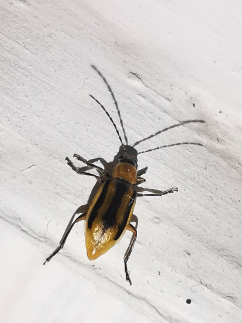 Diabrotica virgifera - amerikai kukoricabogár