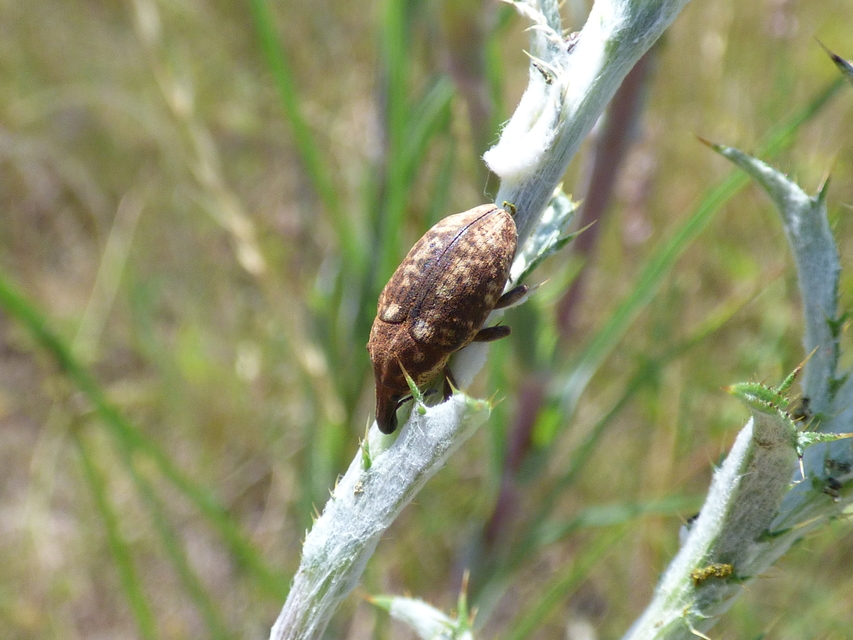 Larinus pollinis - bábakalács-púderbarkó
