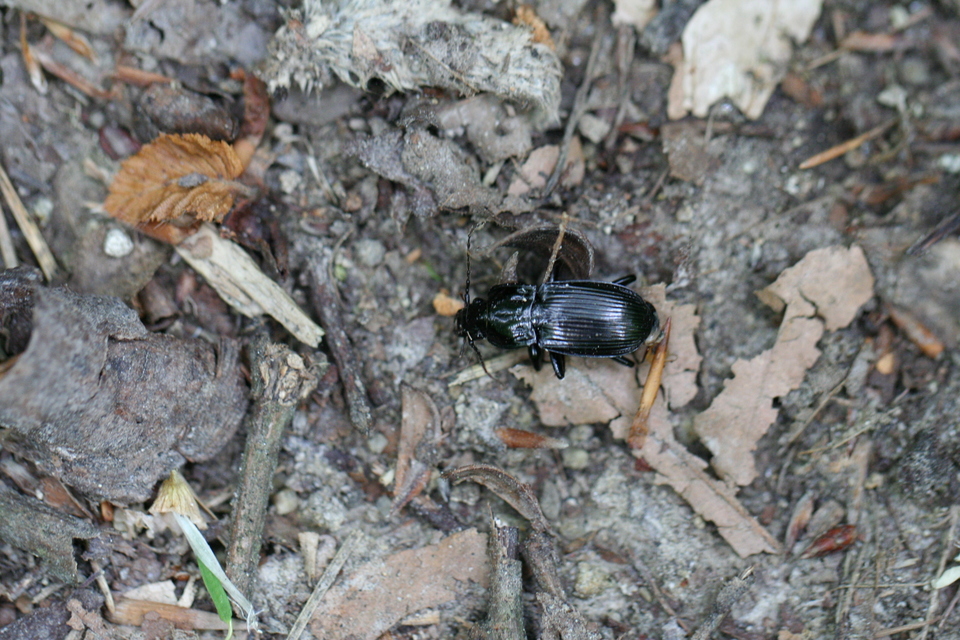 Abax parallelepipedus - félbordás szélesfutó
