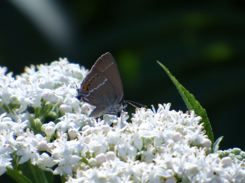 Satyrium spini - kökény-csücsköslepke