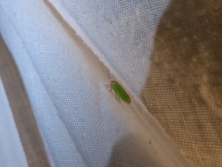 Iassus
