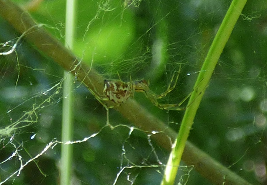 Linyphiidae - vitorláspókok