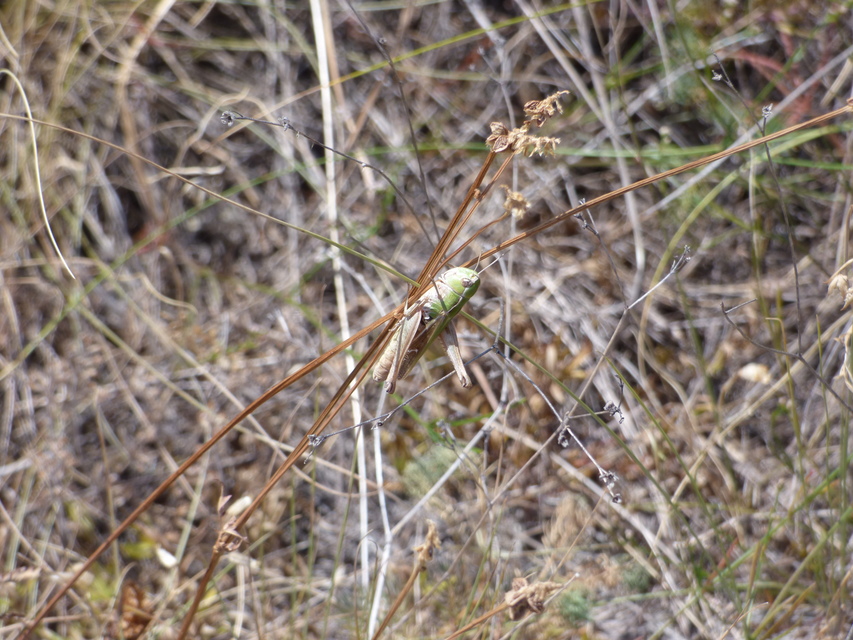 Stenobothrus lineatus - jajgató rétisáska