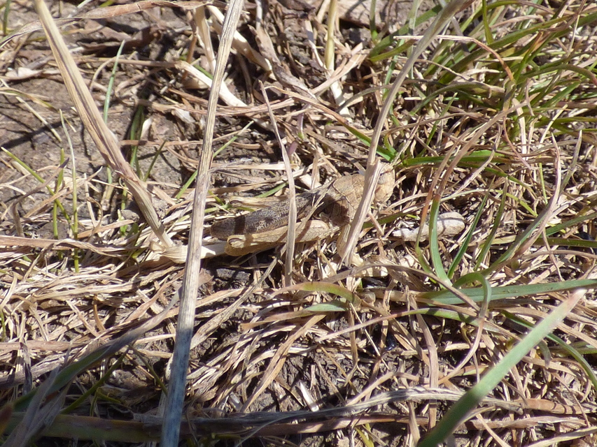 Chorthippus brunneus - közönséges tarlósáska