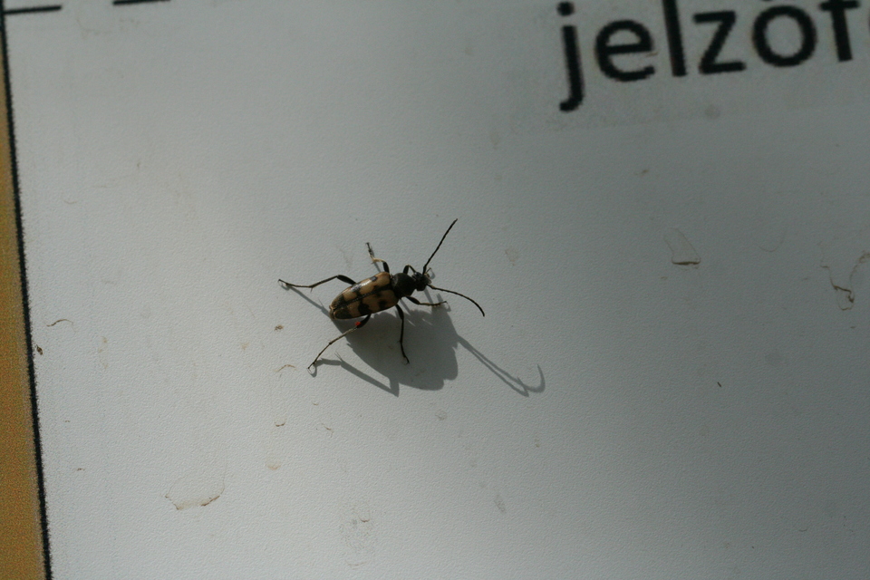 Pachytodes erraticus - rajzos virágcincér