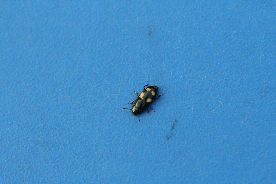 Glischrochilus quadrisignatus - amerikai fénybogár Glischrochilus quadrisignatus - amerikai fénybogár