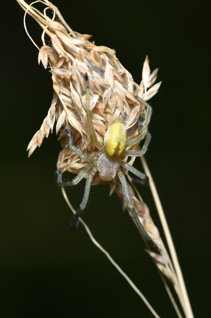 Cheiracanthium