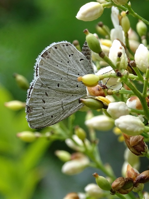 Celastrina argiolus - bengeboglárka