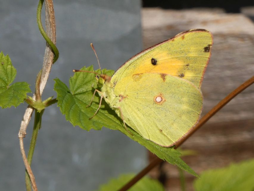 Colias croceus - sáfránylepke