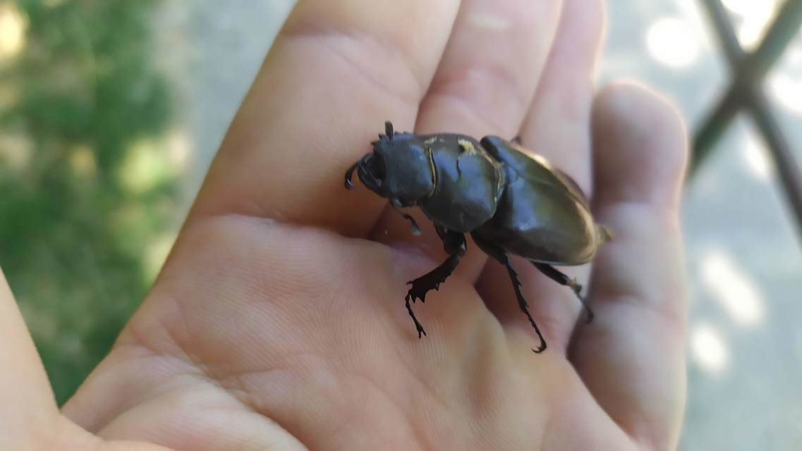 Lucanus cervus - nagy szarvasbogár Lucanus cervus - nagy szarvasbogár