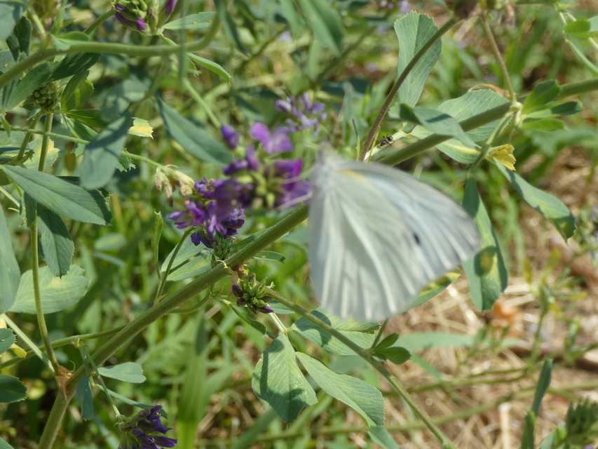 Pieris napi - repcelepke