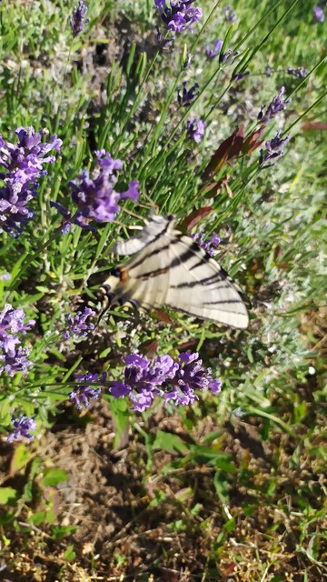 Iphiclides podalirius - kardoslepke Iphiclides podalirius - kardoslepke