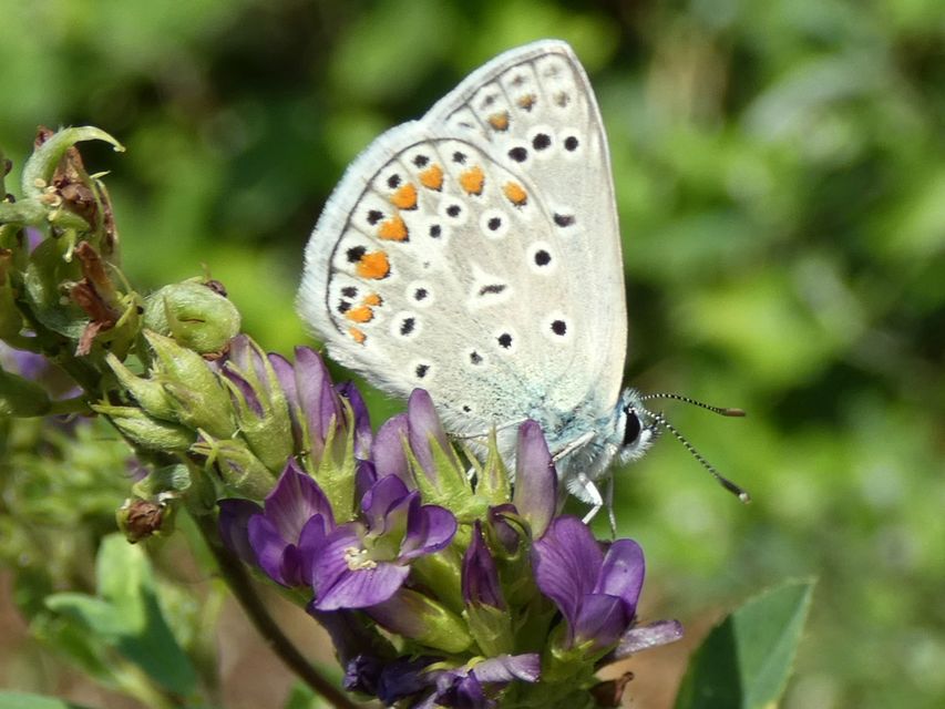 Polyommatus icarus - közönséges boglárka