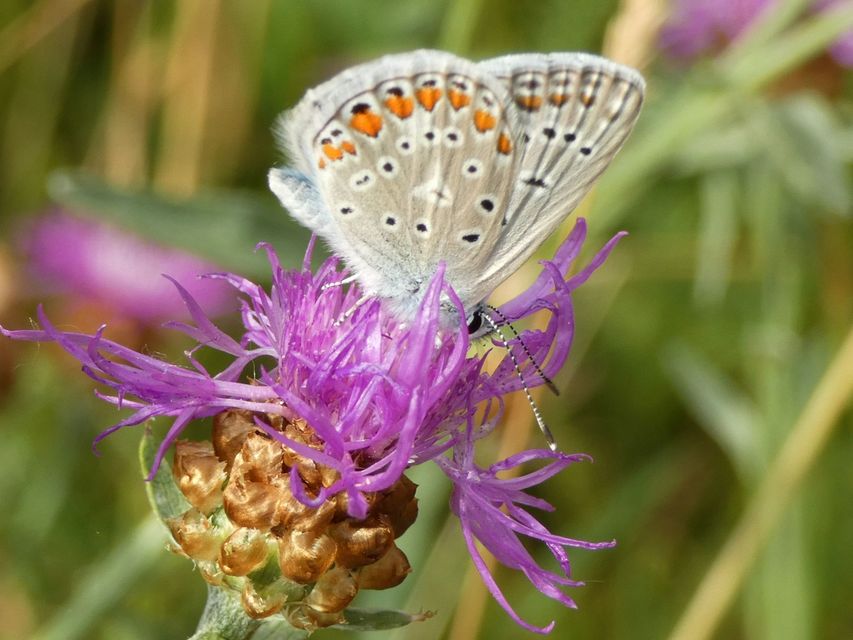 Polyommatus icarus - közönséges boglárka