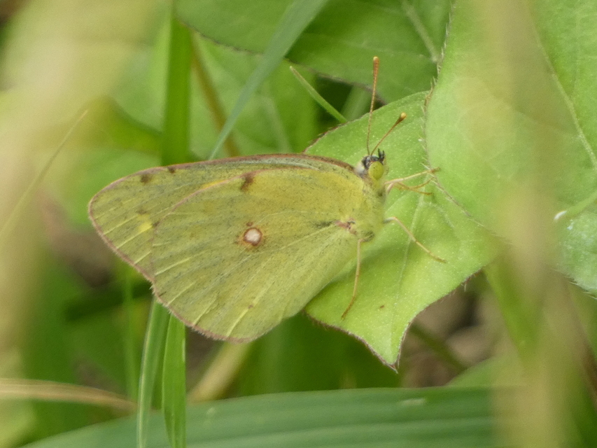 Colias croceus - sáfránylepke