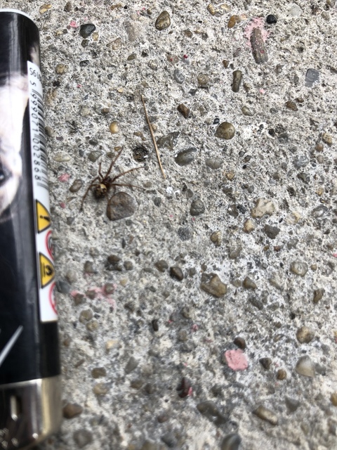 Steatoda triangulosa - háromszöges faggyúpók