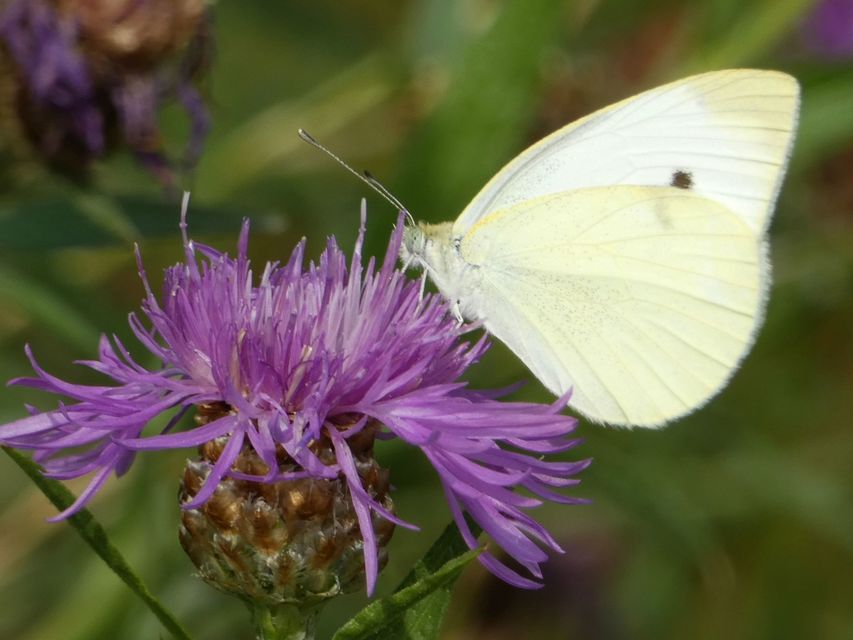 Pieris rapae - répalepke