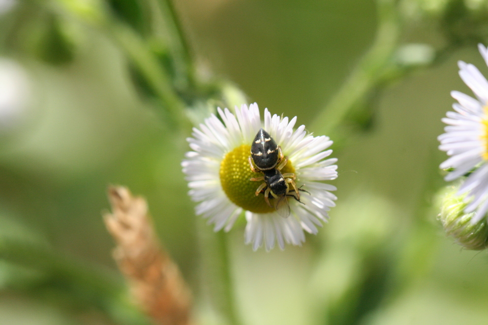 Heliophanus