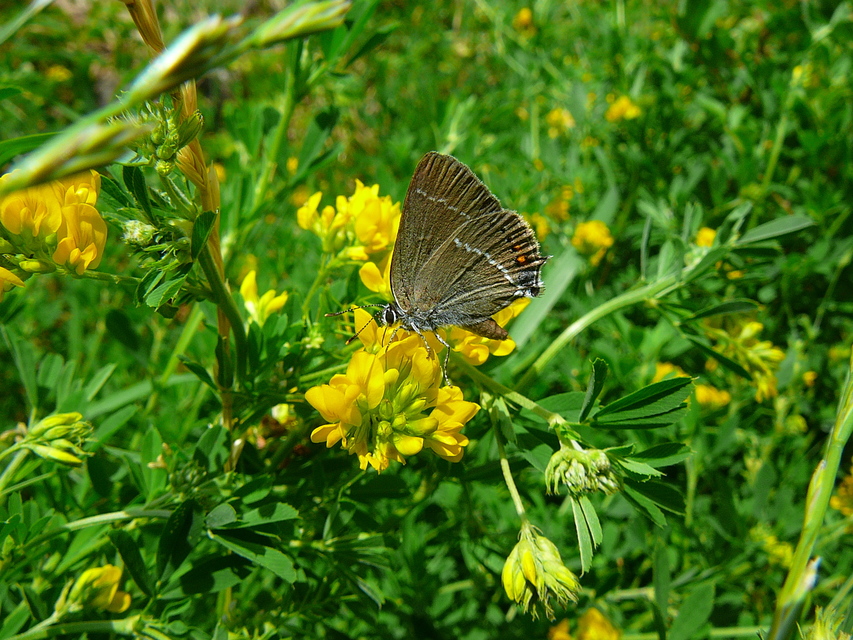 Satyrium spini - kökény-csücsköslepke