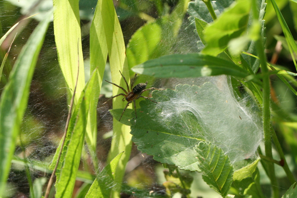 Agelena labyrinthica - illó tölcsérpók