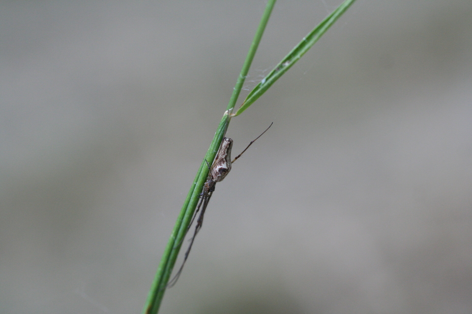 Tetragnatha Tetragnatha