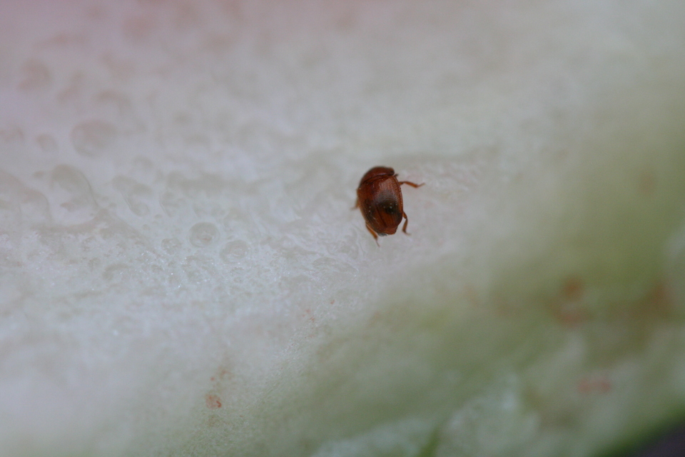 Nitidulidae - fénybogárfélék