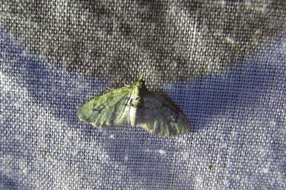 Chloroclystis v-ata - zöldes törpearaszoló